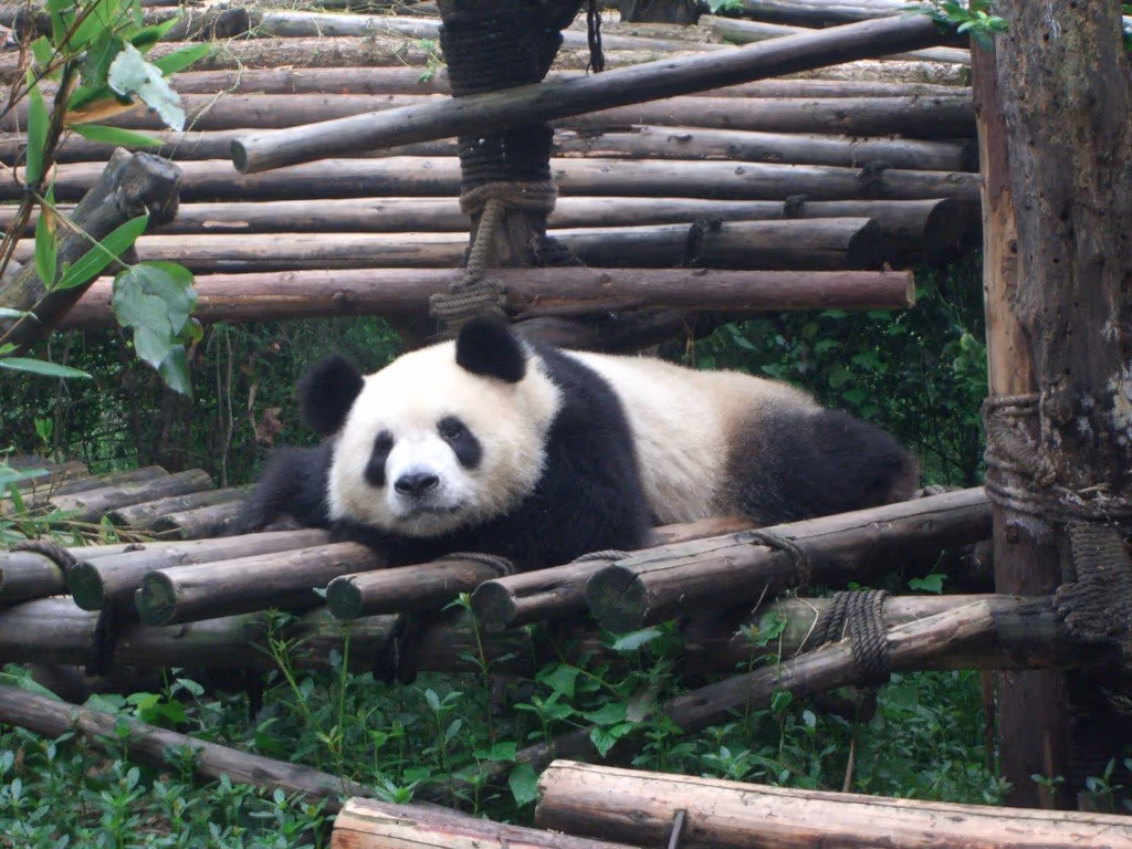 Family experience in China