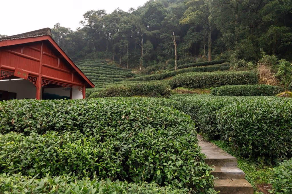 Tea experience in China